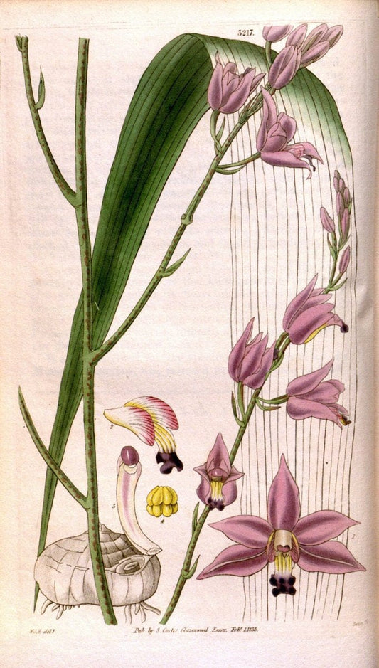 Curtis's botanical magazine. London ; New York [etc.] :Academic Press [etc.]. | "Botanical illustration" Botany Periodicals "Pictorial works" "Plants, Ornamental"  | Vintage Print Reproduction 457910