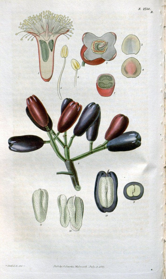 Curtis's botanical magazine..London ;New York [etc.] :Academic Press [etc.]. |  | Vintage Print Reproduction 457911