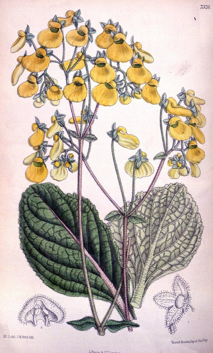 Curtis's botanical magazine. London ; New York [etc.] :Academic Press [etc.]. | "Botanical illustration" Botany Periodicals "Pictorial works" "Plants, Ornamental"  | Vintage Print Reproduction 457912