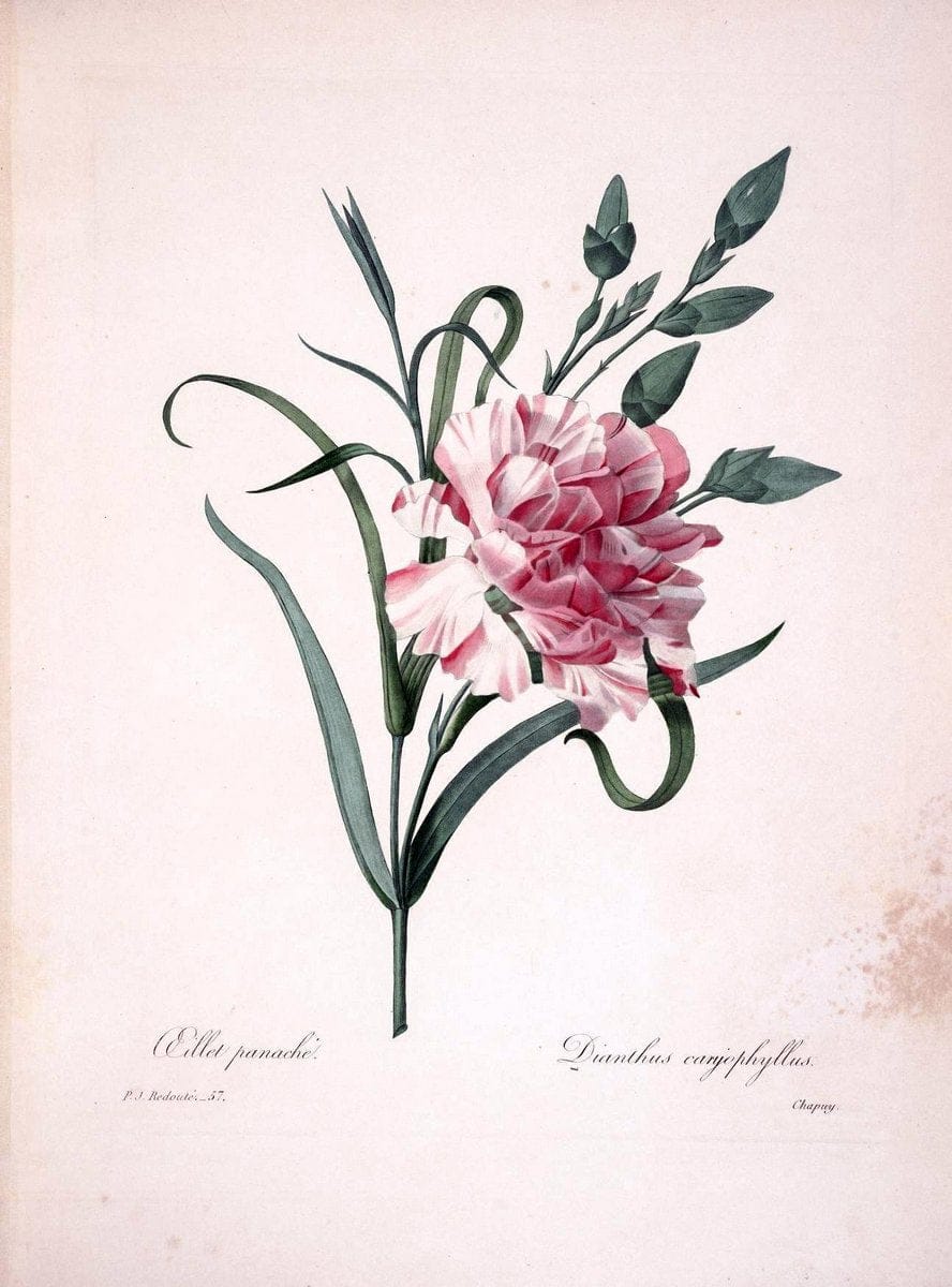 Choix des plus belles fleurs :.Paris :Ernest Panckoucke,[1833].  | 1833 Botany France Icones "Pictorial works"  | Vintage Print Reproduction 457913