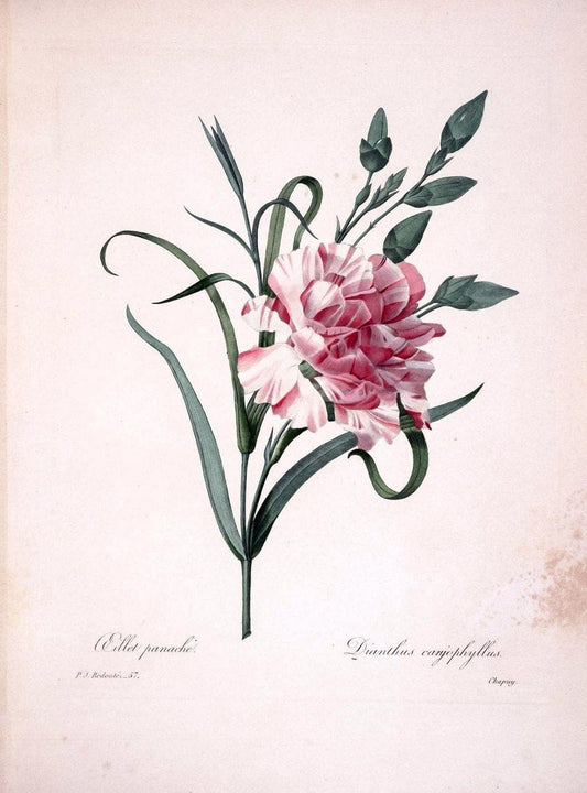 Choix des plus belles fleurs :.Paris :Ernest Panckoucke,[1833].  | 1833 Botany France Icones "Pictorial works"  | Vintage Print Reproduction 457913