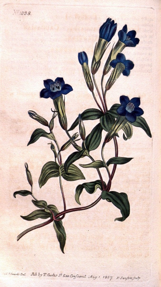 Curtis's botanical magazine. London ;New York [etc.] :Academic Press [etc.]. | Botany Periodicals "Pictorial works"  | Vintage Print Reproduction 457914