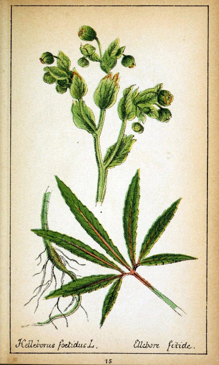 Choix de plantes de l'Europe centrale et particuliÃ¨rement de la Suisse et de la SavoieGe | Europe Central "Pictorial works" Plants "Savoy (France and Italy)" Switzerland  | Vintage Reproduction 457915