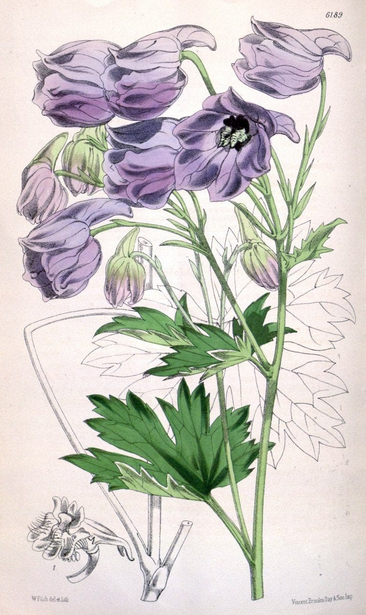 Curtis's botanical magazine. London ; New York [etc.] :Academic Press [etc.]. | "Botanical illustration" Botany Periodicals "Pictorial works" "Plants, Ornamental"  | Vintage Print Reproduction 457916