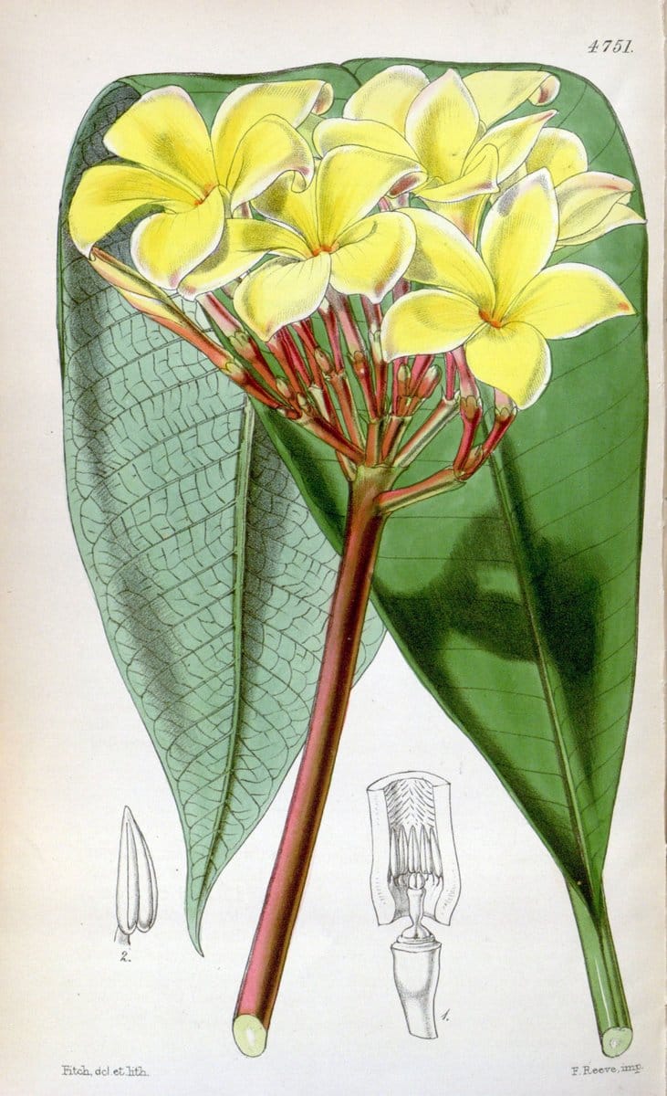 Curtis's botanical magazine. London ; New York [etc.] :Academic Press [etc.]. | "Botanical illustration" Botany Periodicals "Pictorial works" "Plants, Ornamental"  | Vintage Print Reproduction 457917