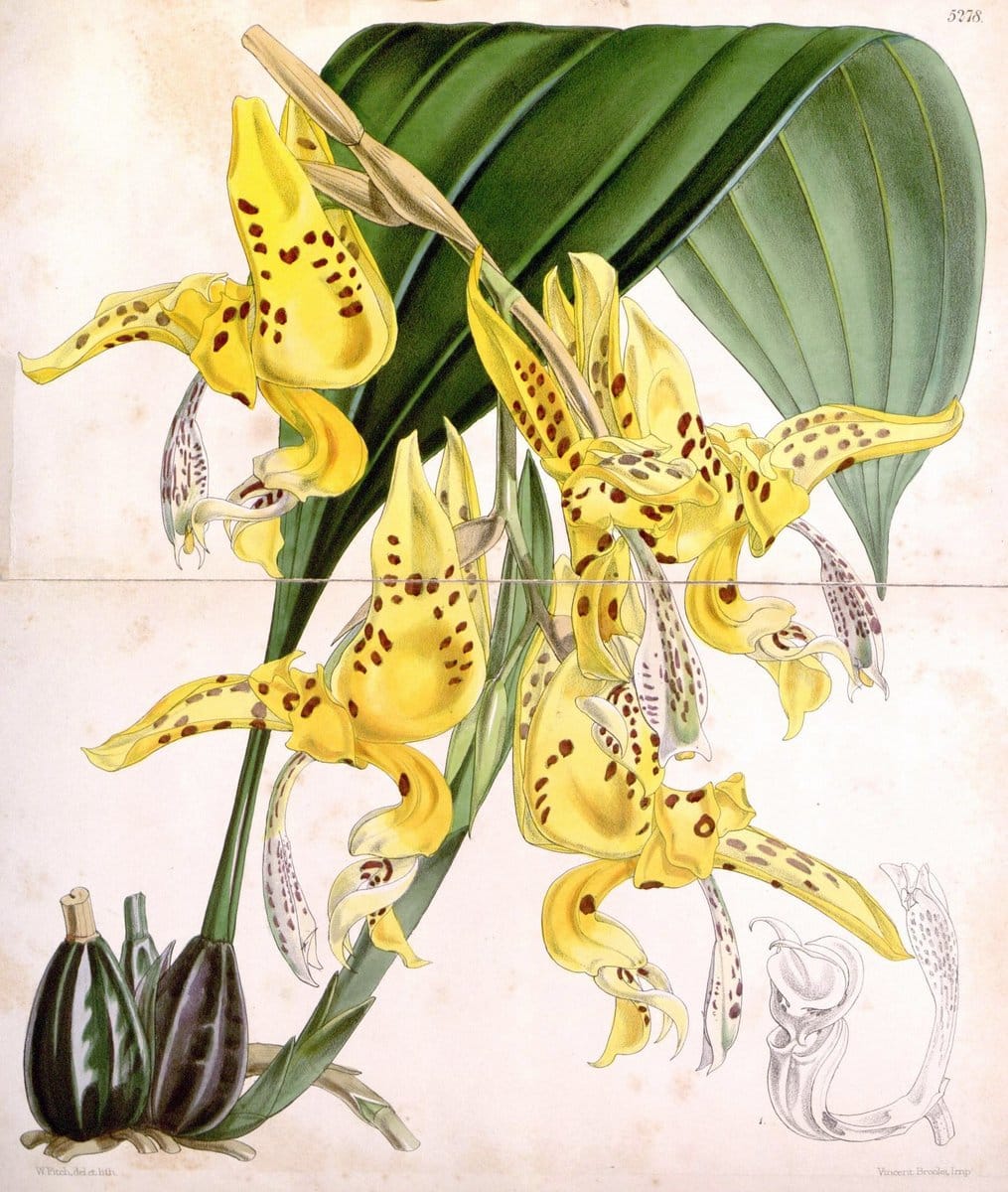 Curtis's botanical magazine. London ; New York [etc.] :Academic Press [etc.]. | "Botanical illustration" Botany Periodicals "Pictorial works" "Plants, Ornamental"  | Vintage Print Reproduction 457919