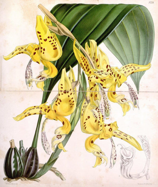 Curtis's botanical magazine. London ; New York [etc.] :Academic Press [etc.]. | "Botanical illustration" Botany Periodicals "Pictorial works" "Plants, Ornamental"  | Vintage Print Reproduction 457919