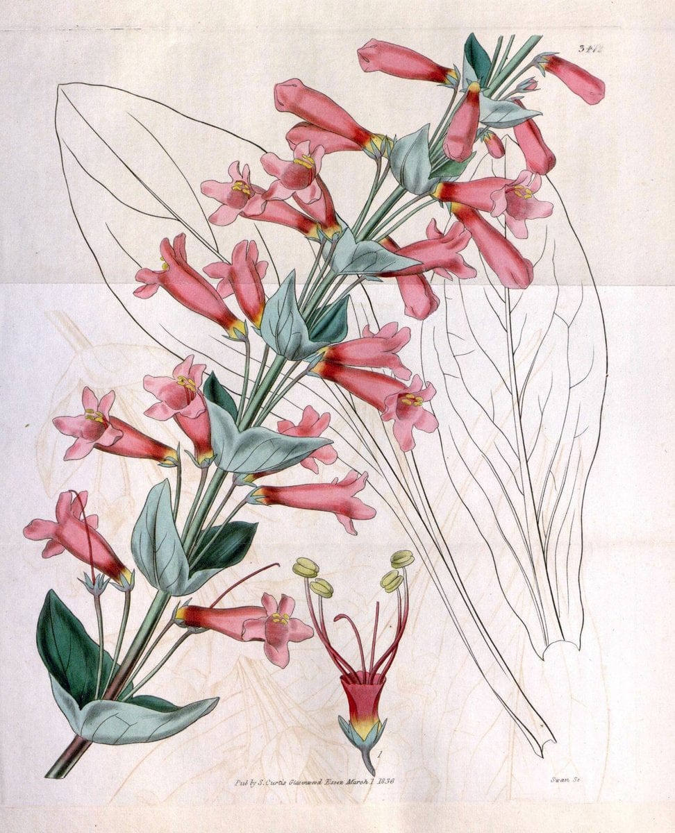 Curtis's botanical magazine. London ;New York [etc.] :Academic Press [etc.]. | Botany Periodicals "Pictorial works"  | Vintage Print Reproduction 457920