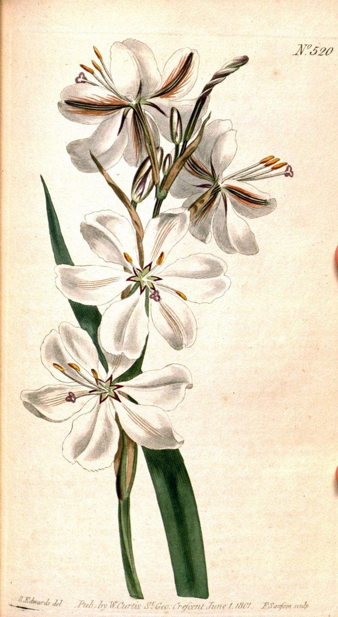 Curtis's botanical magazine. London ;New York [etc.] :Academic Press [etc.]. | Botany Periodicals "Pictorial works"  | Vintage Print Reproduction 457921