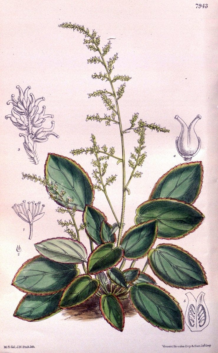 Curtis's botanical magazine. London ; New York [etc.] :Academic Press [etc.]. | "Botanical illustration" Botany Periodicals "Pictorial works" "Plants, Ornamental"  | Vintage Print Reproduction 457922