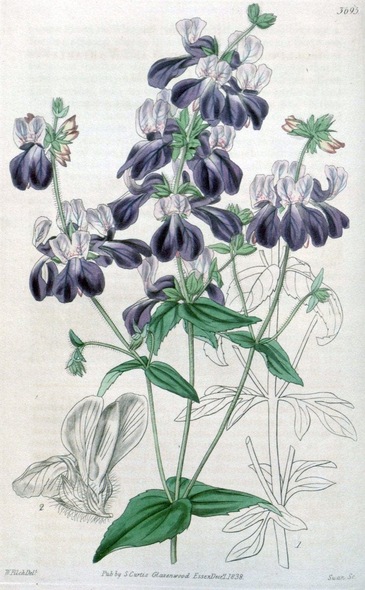 Curtis's botanical magazine. London ;New York [etc.] :Academic Press [etc.]. | Botany Periodicals "Pictorial works"  | Vintage Print Reproduction 457923