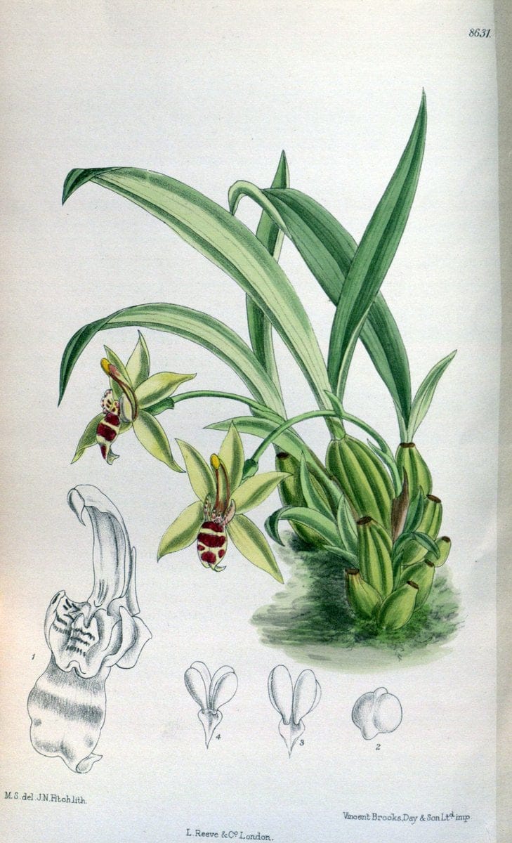 Curtis's botanical magazine. London ; New York [etc.] :Academic Press [etc.]. | "Botanical illustration" Botany Periodicals "Pictorial works" "Plants, Ornamental"  | Vintage Print Reproduction 457924