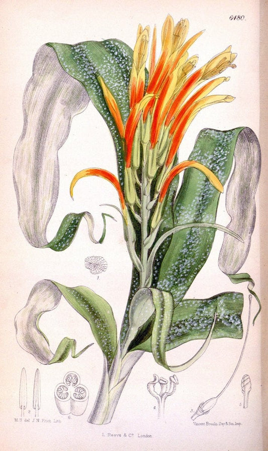 Curtis's botanical magazine. London ; New York [etc.] :Academic Press [etc.]. | "Botanical illustration" Botany Periodicals "Pictorial works" "Plants, Ornamental"  | Vintage Print Reproduction 457925