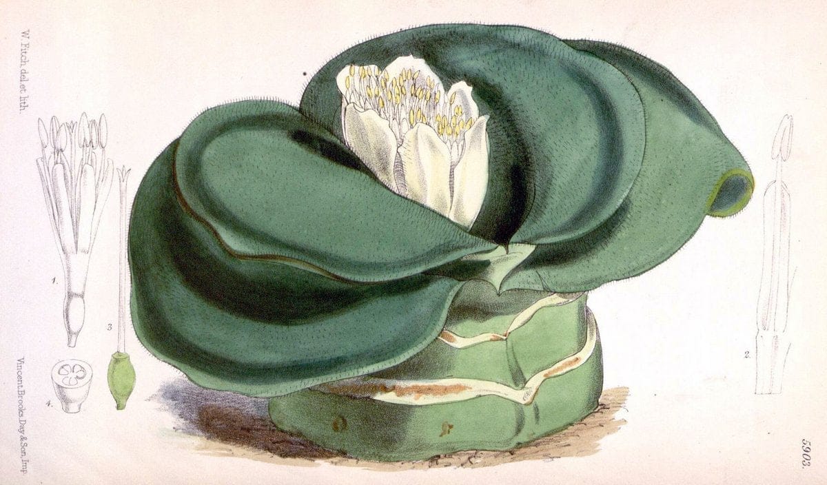 Curtis's botanical magazine. London ;New York [etc.] :Academic Press [etc.]. | Botany Periodicals "Pictorial works"  | Vintage Print Reproduction 457926