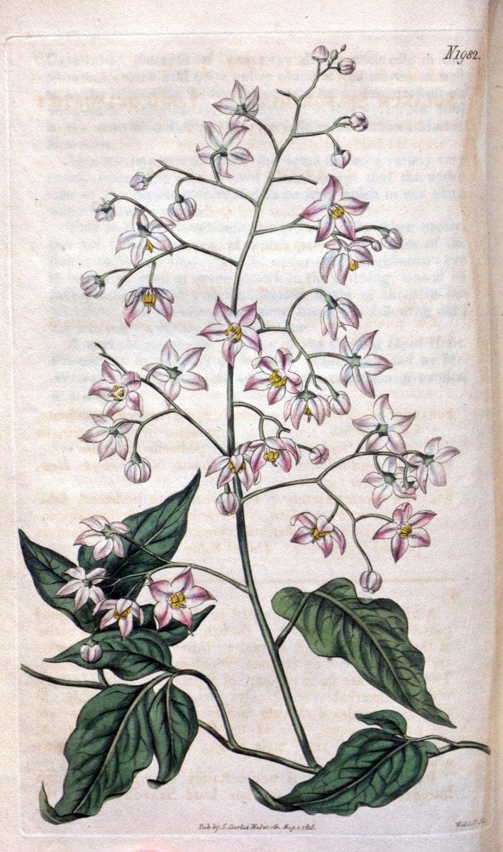 Curtis's botanical magazine. London ; New York [etc.] :Academic Press [etc.]. | "Botanical illustration" Botany Periodicals "Pictorial works" "Plants, Ornamental"  | Vintage Print Reproduction 457927