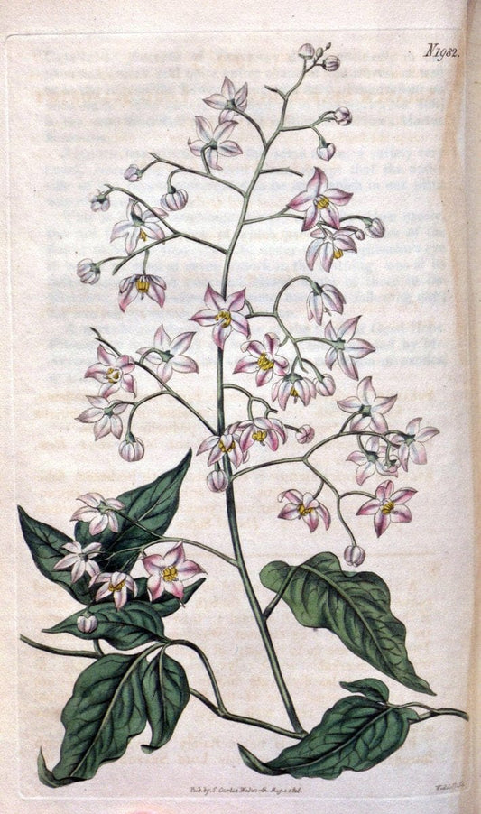 Curtis's botanical magazine. London ; New York [etc.] :Academic Press [etc.]. | "Botanical illustration" Botany Periodicals "Pictorial works" "Plants, Ornamental"  | Vintage Print Reproduction 457927