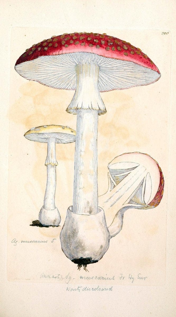 Coloured figures of English fungi or mushrooms. London,Printed by J. Davis,1797-[1809]. | England Mushrooms  | Vintage Print Reproduction 457928