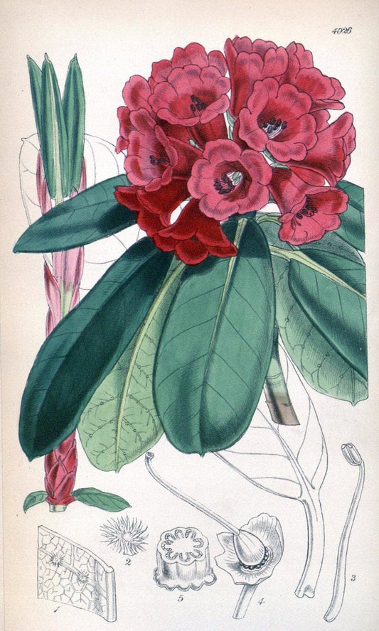 Curtis's botanical magazine. London ;New York [etc.] :Academic Press [etc.]. | Botany Periodicals "Pictorial works"  | Vintage Print Reproduction 457930