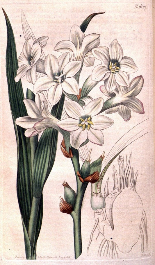 Curtis's botanical magazine. London ; New York [etc.] :Academic Press [etc.]. | "Botanical illustration" Botany Periodicals "Pictorial works" "Plants, Ornamental"  | Vintage Print Reproduction 457932