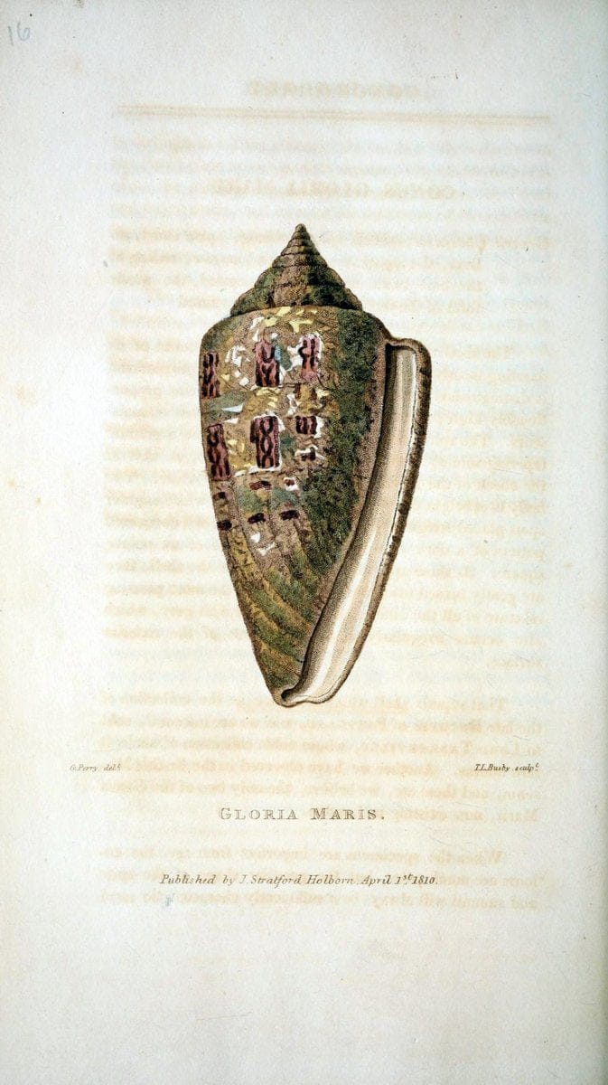 Arcana, or, The museum of natural history :.London :Printed by George Smeeton for James Stratford,1811.. |  | Vintage Print Reproduction 457933