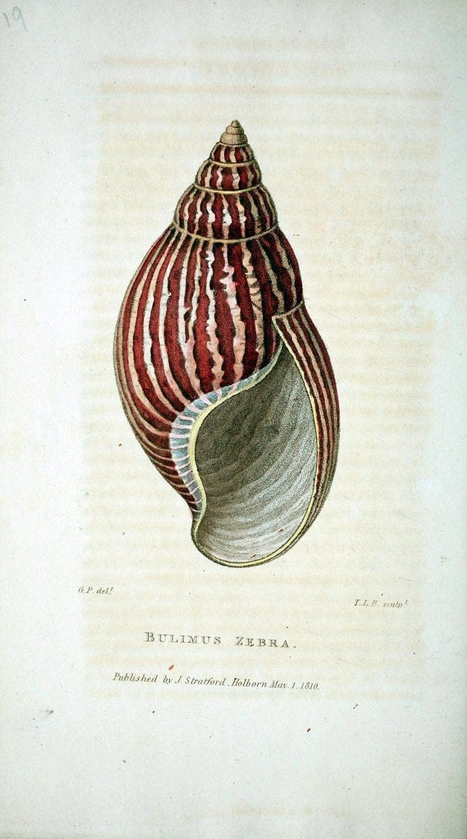 Arcana, or, The museum of natural history :.London :Printed by George Smeeton for James Stratford,1811.. |  | Vintage Print Reproduction 457935