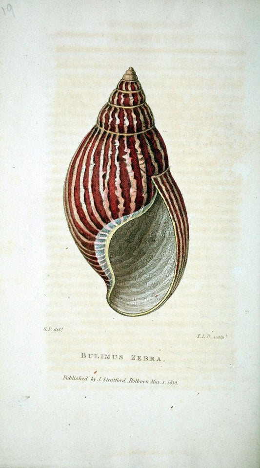Copy of Arcana, or, The museum of natural history :.London :Printed by George Smeeton for James Stratford,1811.. |  | Vintage Print Reproduction 457935