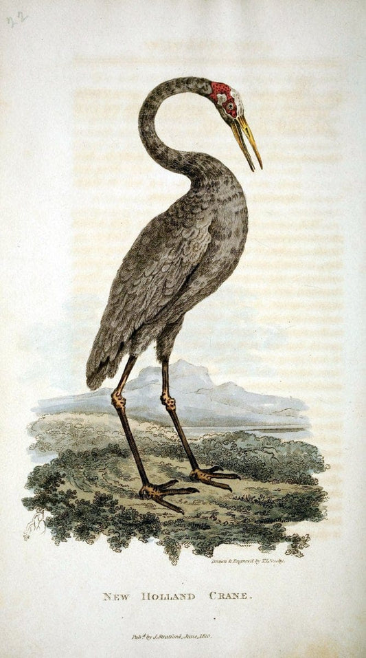 Arcana, or, The museum of natural history :.London :Printed by George Smeeton for James Stratford,1811.. |  | Vintage Print Reproduction 457936