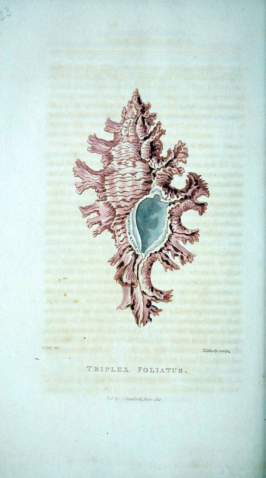 Arcana, or, The museum of natural history :.London :Printed by George Smeeton for James Stratford,1811.. |  | Vintage Print Reproduction 457937