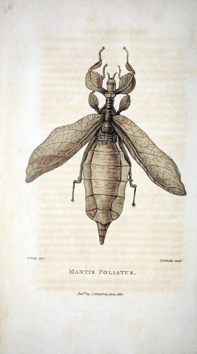 Arcana, or, The museum of natural history :.London :Printed by George Smeeton for James Stratford,1811.. |  | Vintage Print Reproduction 457938