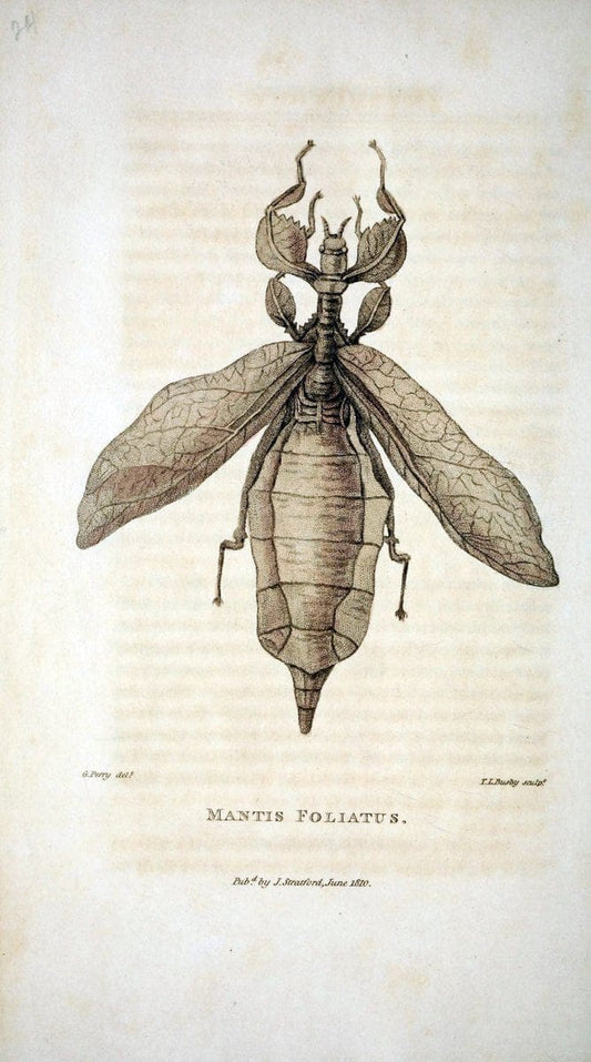 Arcana, or, The museum of natural history :.London :Printed by George Smeeton for James Stratford,1811.. |  | Vintage Print Reproduction 457938
