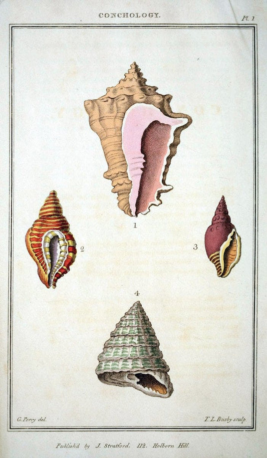 Arcana, or, The museum of natural history :.London :Printed by George Smeeton for James Stratford,1811.. |  | Vintage Print Reproduction 457939