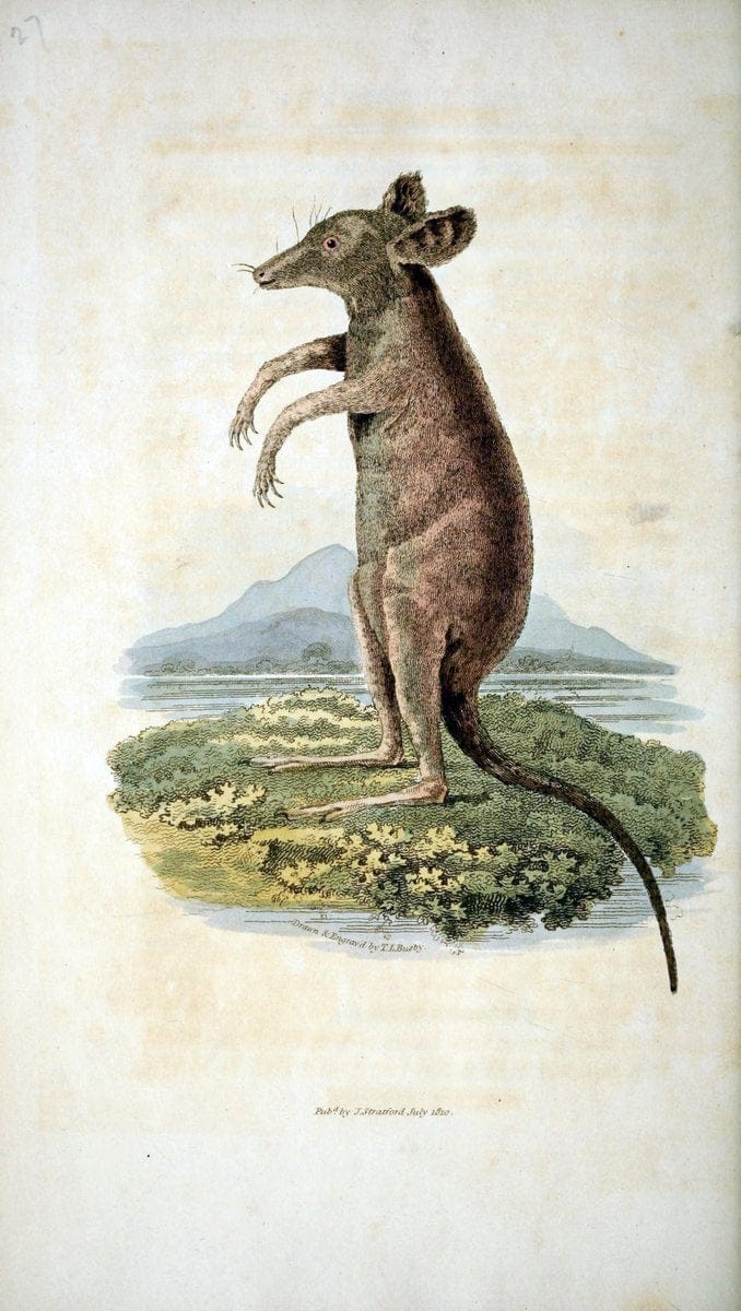 Arcana, or, The museum of natural history :.London :Printed by George Smeeton for James Stratford,1811.. |  | Vintage Print Reproduction 457940