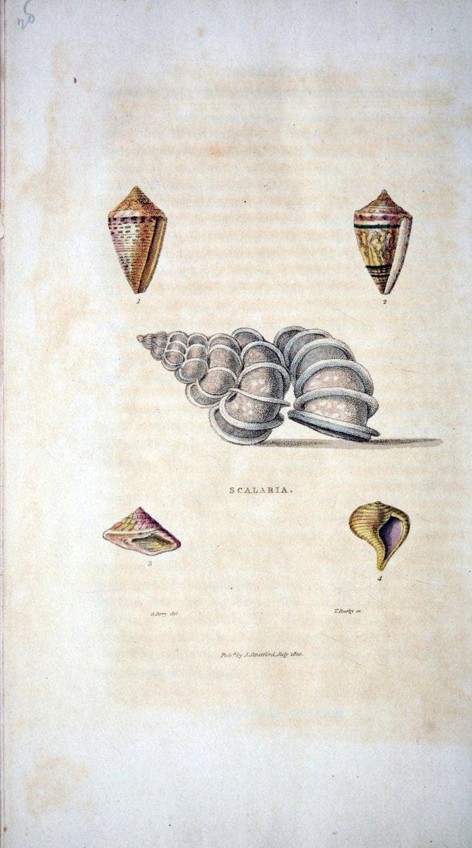 Arcana, or, The museum of natural history :.London :Printed by George Smeeton for James Stratford,1811.. |  | Vintage Print Reproduction 457941