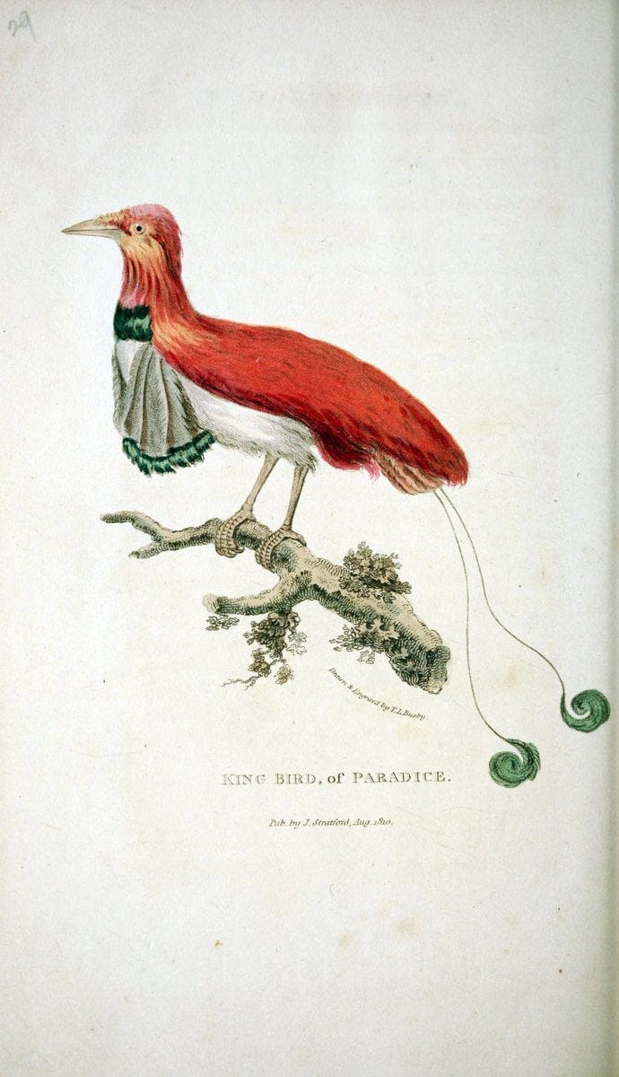 Arcana, or, The museum of natural history :.London :Printed by George Smeeton for James Stratford,1811.. |  | Vintage Print Reproduction 457942