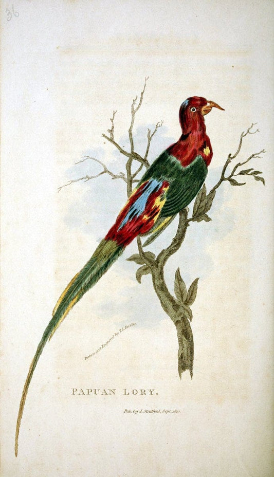 Arcana, or, The museum of natural history :.London :Printed by George Smeeton for James Stratford,1811.. |  | Vintage Print Reproduction 457944