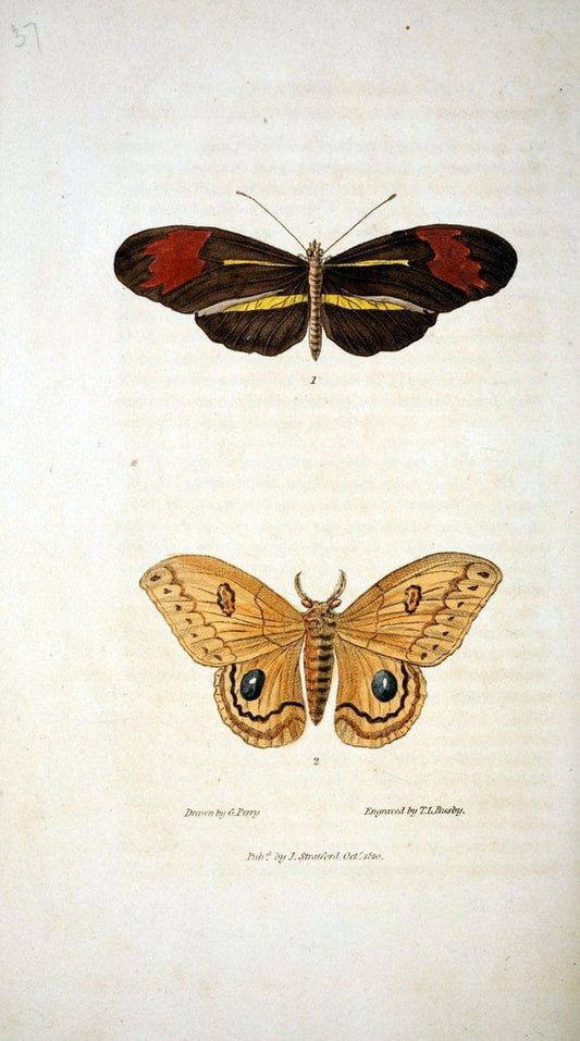 Arcana, or, The museum of natural history :.London :Printed by George Smeeton for James Stratford,1811.. |  | Vintage Print Reproduction 457945