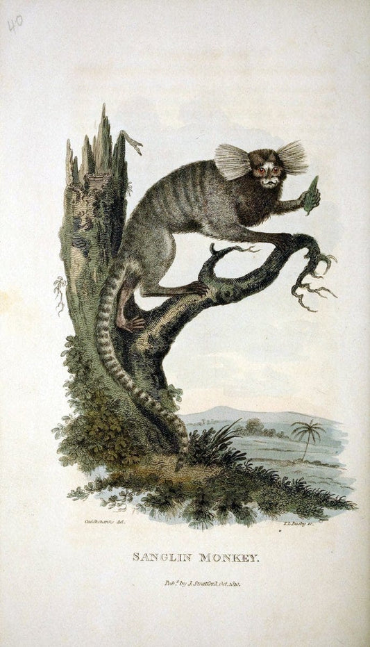 Arcana, or, The museum of natural history :.London :Printed by George Smeeton for James Stratford,1811.. |  | Vintage Print Reproduction 457947