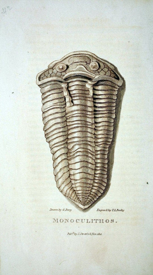 Arcana, or, The museum of natural history :.London :Printed by George Smeeton for James Stratford,1811.. |  | Vintage Print Reproduction 457949