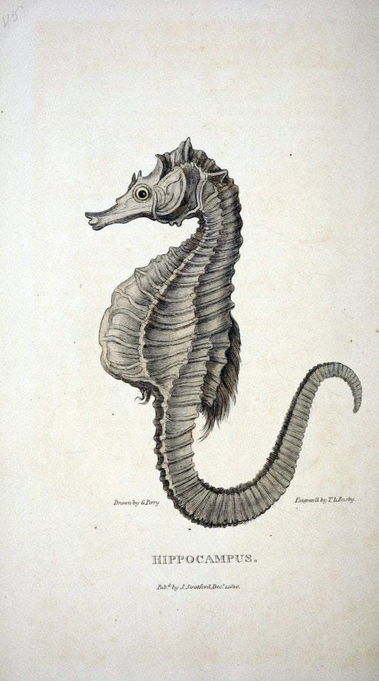 Arcana, or, The museum of natural history :.London :Printed by George Smeeton for James Stratford,1811.. |  | Vintage Print Reproduction 457952