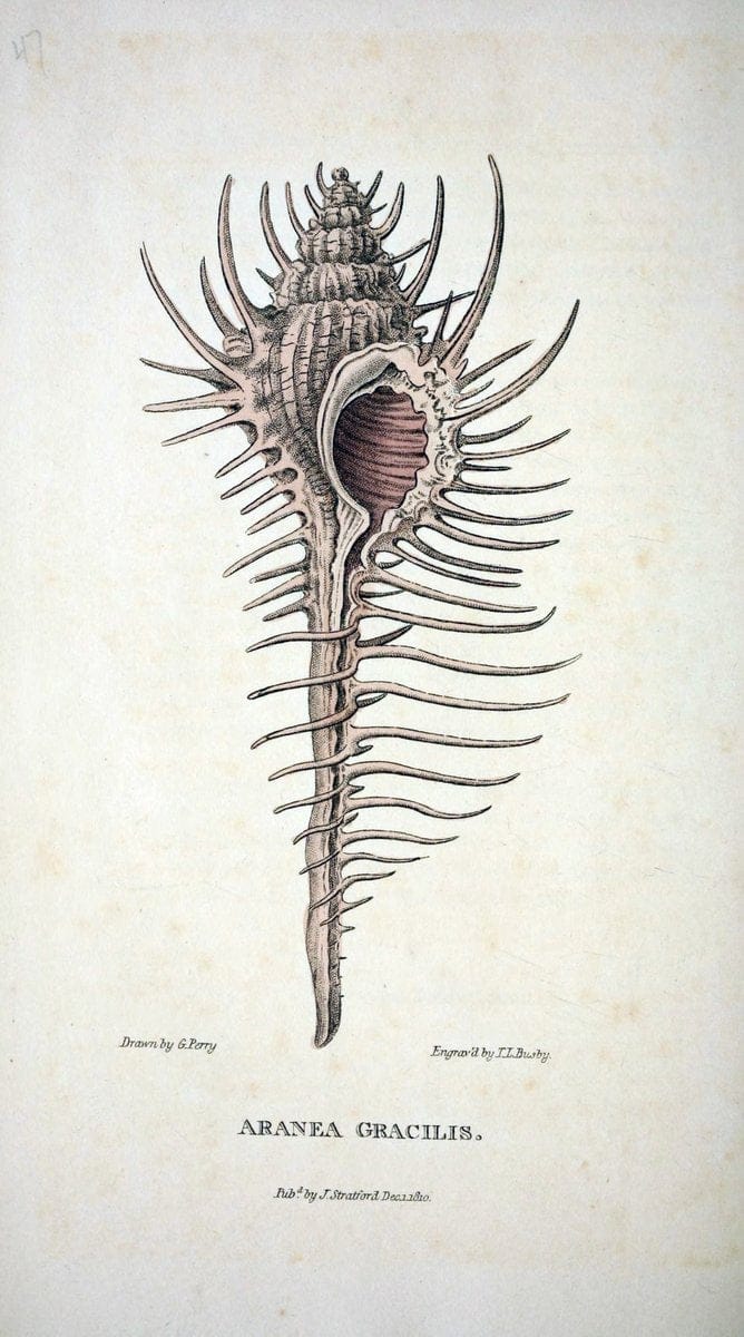 Arcana, or, The museum of natural history :.London :Printed by George Smeeton for James Stratford,1811.. |  | Vintage Print Reproduction 457953