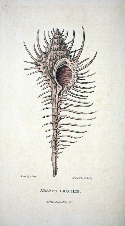 Arcana, or, The museum of natural history :.London :Printed by George Smeeton for James Stratford,1811.. |  | Vintage Print Reproduction 457953