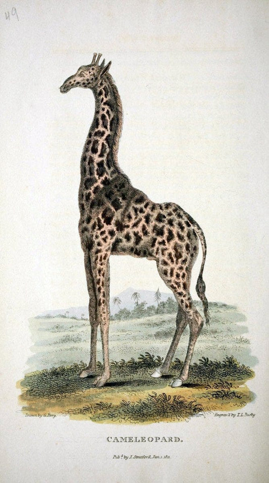 Arcana, or, The museum of natural history :.London :Printed by George Smeeton for James Stratford,1811.. |  | Vintage Print Reproduction 457954