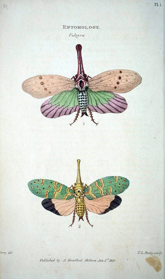 Arcana, or, The museum of natural history :.London :Printed by George Smeeton for James Stratford,1811.. |  | Vintage Print Reproduction 457955