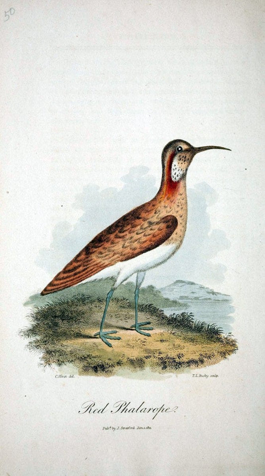 Arcana, or, The museum of natural history :.London :Printed by George Smeeton for James Stratford,1811.. |  | Vintage Print Reproduction 457956