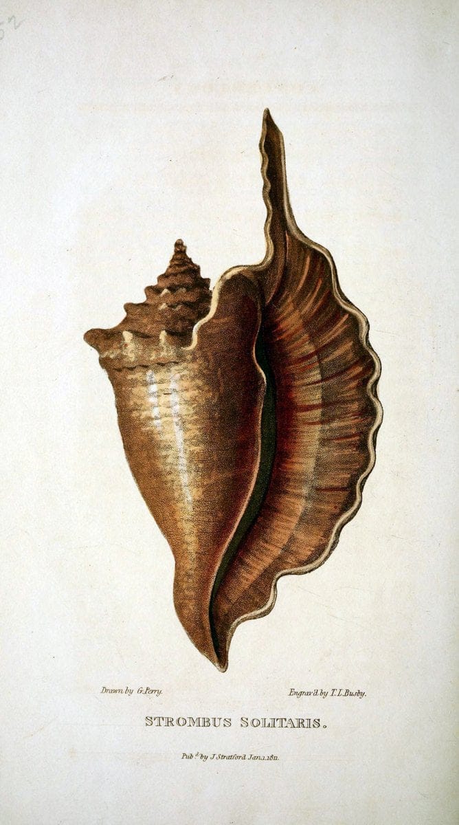 Arcana, or, The museum of natural history :.London :Printed by George Smeeton for James Stratford,1811.. |  | Vintage Print Reproduction 457957