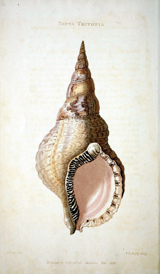 Arcana, or, The museum of natural history :.London :Printed by George Smeeton for James Stratford,1811.. |  | Vintage Print Reproduction 457958