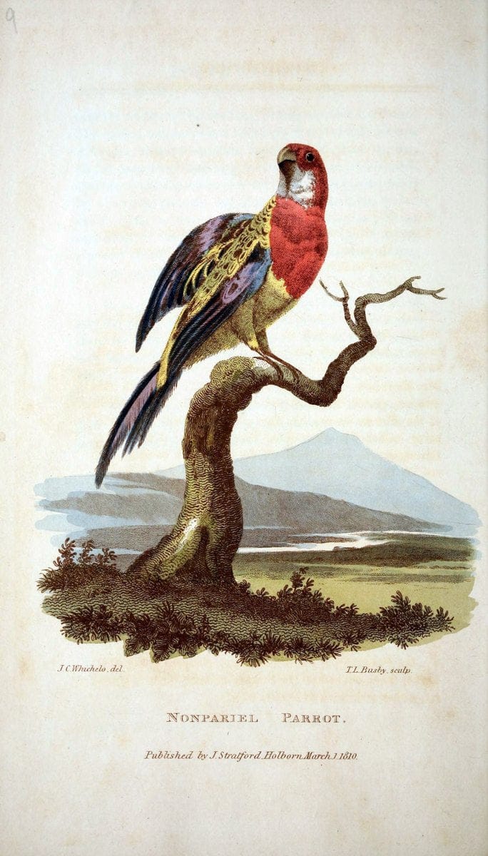 Arcana, or, The museum of natural history :.London :Printed by George Smeeton for James Stratford,1811.. |  | Vintage Print Reproduction 457959