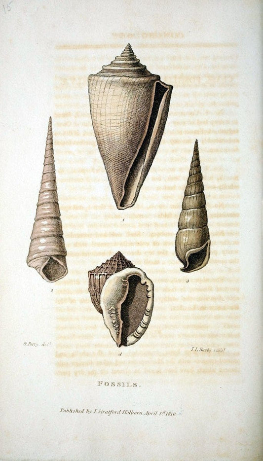 Arcana, or, The museum of natural history :.London :Printed by George Smeeton for James Stratford,1811.. |  | Vintage Print Reproduction 457962