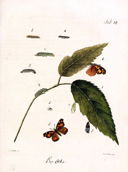 Archiv der Insectengeschichte /.Winterthur :Bey dem Herausgeber und bey Heinrich Steiner und Comp.,1781-1786.  | Classification Insects | Vintage Print Reproduction 457964