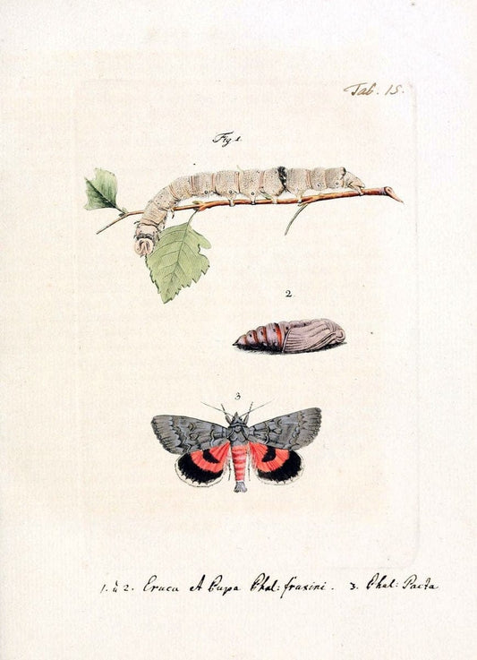 Archiv der Insectengeschichte /.Winterthur :Bey dem Herausgeber und bey Heinrich Steiner und Comp.,1781-1786.  | Classification Insects | Vintage Print Reproduction 457965